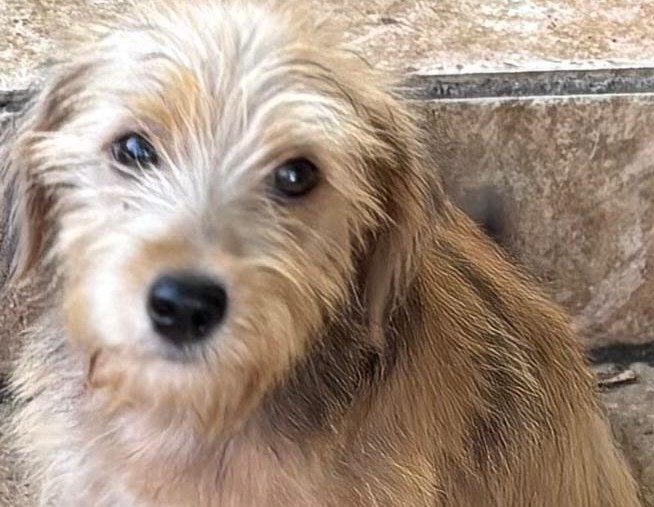 Chiens à adopter